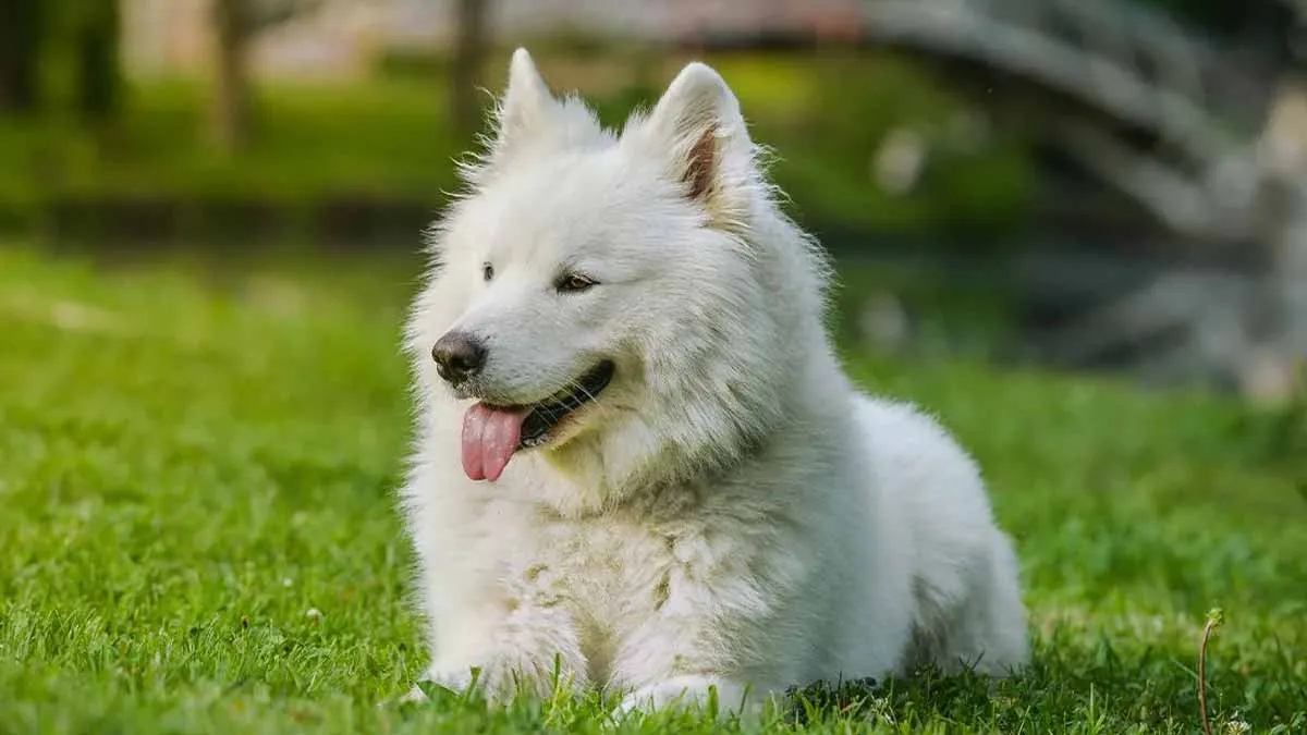 Ranglijst van de slimste hondenrassen: een onverwachte ontdekking