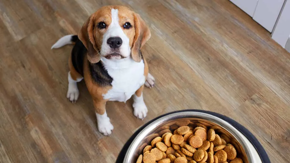 Is kaas veilig voor je hond?