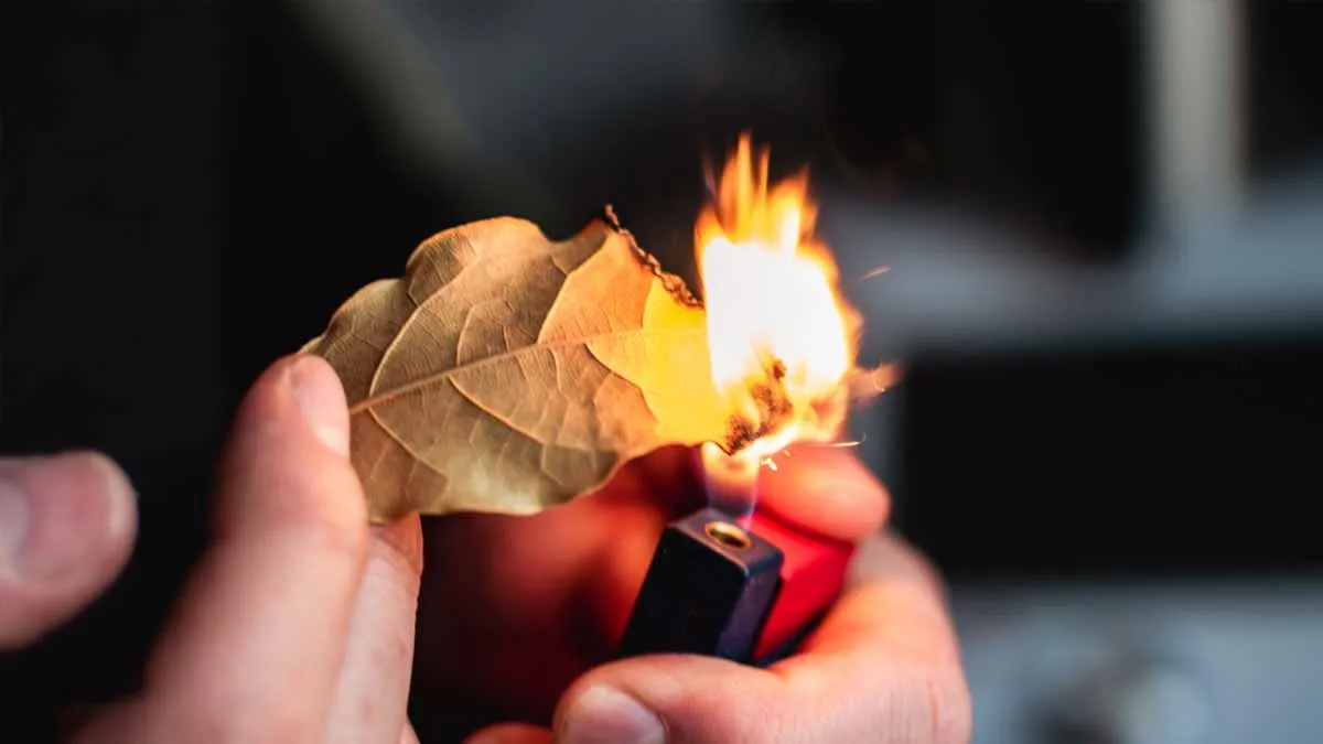 De verrassende welzijnseigenschappen van laurierbladeren