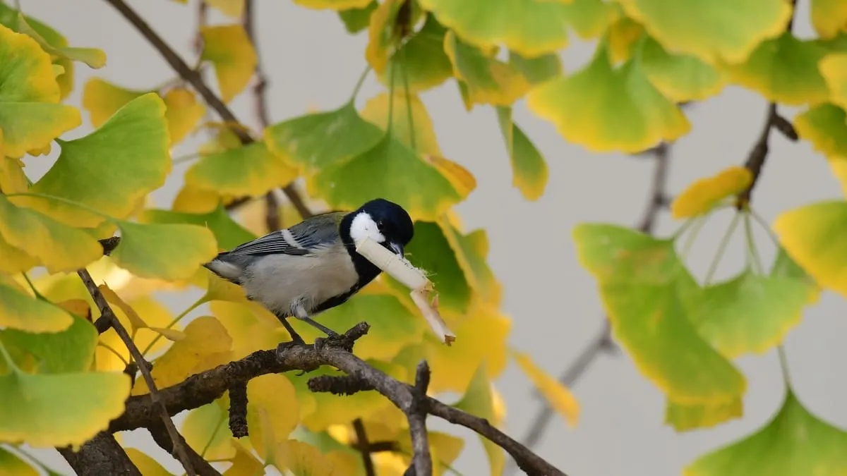 Vogels gebruiken sigarettenpeuken voor hun nesten